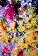 CoralBlooms1-1