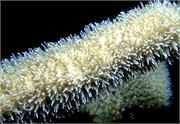 CoralBlooms1-3