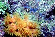 CoralBlooms1-4