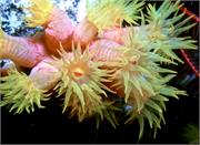CoralBlooms1-5
