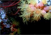 CoralBlooms1-6