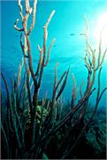 CoralBlooms2-10