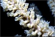 CoralBlooms2-11