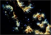 CoralBlooms2-12