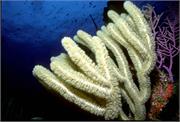 CoralBlooms2-13