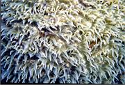 CoralBlooms2-16