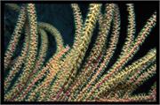 CoralBlooms2-17