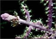 CoralBlooms2-2
