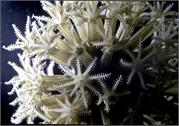 CoralBlooms2-3