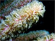 CoralBlooms2-4
