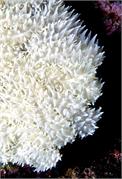 CoralBlooms2-8