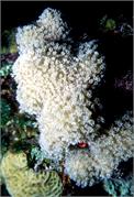 CoralBlooms2-9