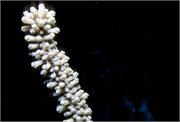 CoralBlooms3-1