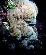 CoralBlooms3-10