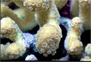 CoralBlooms3-11