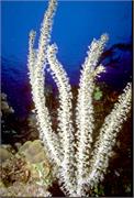 CoralBlooms3-12