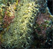 CoralBlooms3-15