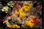 CoralBlooms3-18