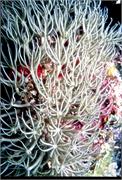 CoralBlooms3-2