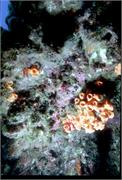 CoralBlooms3-3