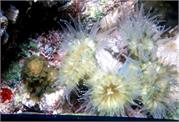CoralBlooms3-5