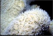 CoralBlooms3-7