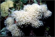 CoralBlooms3-8