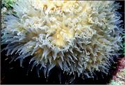 CoralBlooms3-9