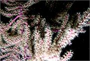 CoralBlooms4-1