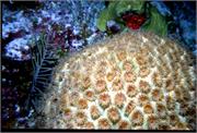 CoralBlooms4-3