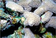 CoralBlooms4-4