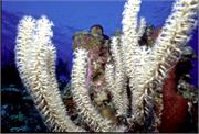 CoralBlooms4-6
