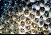 CoralBlooms4-7