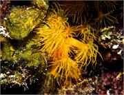 CoralBlooms4-8