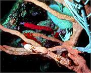 crabs1-9