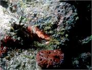 crabs2-1