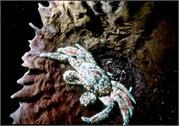 crabs2-2