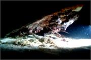 crabs2-6