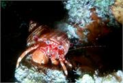 crabs3-1