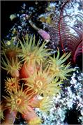FeatherStar1-3