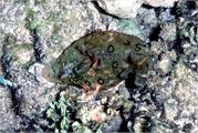 Nudibranchs1-5