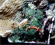 Nudibranchs1-6