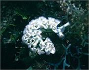 Nudibranchs1-8