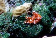 Nudibranchs2-1