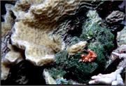 Nudibranchs2-2