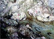 Nudibranchs2-3