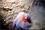 Octopus1-4