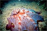 Octopus1-5