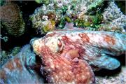 Octopus1-6