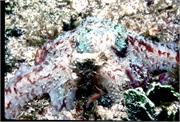 Octopus2-1